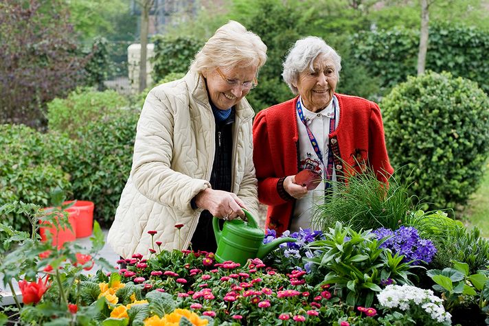 Zwei Seniorinnen gießen die Blumen im Garten.